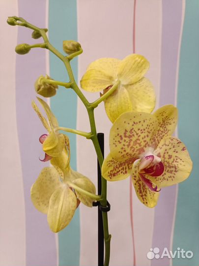 Орхидея цветущая в наличии