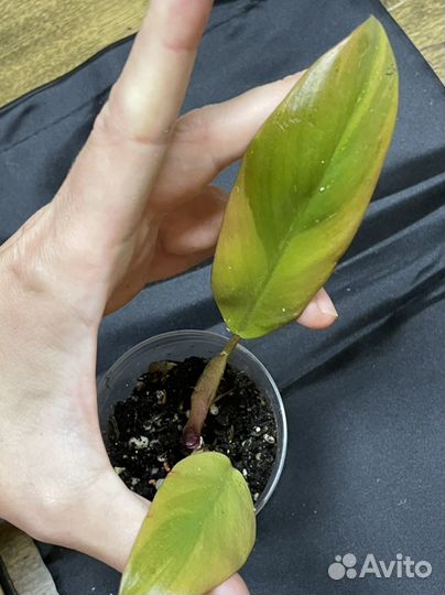 Филодендрон блэк кардинал вариегатный