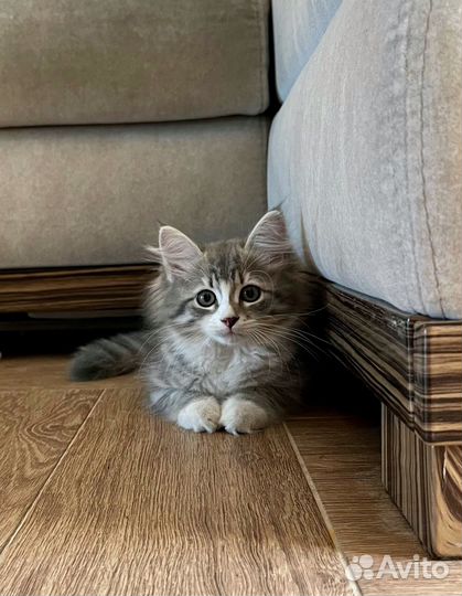 Пушистый котенок девочка