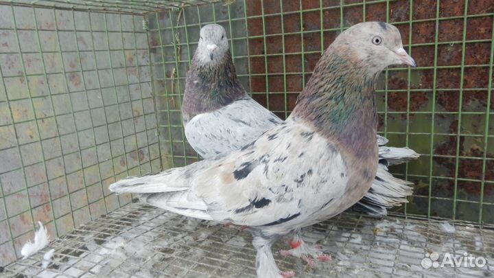 Бойные голуби