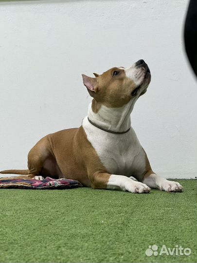 Кинолог#Дрессировка#коррекция#консультации#зал