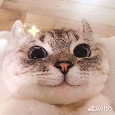 Передержка животных (Зооняня)