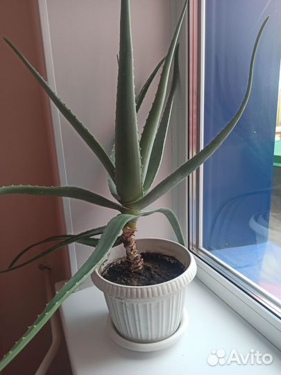 Алоэ и другие цветы