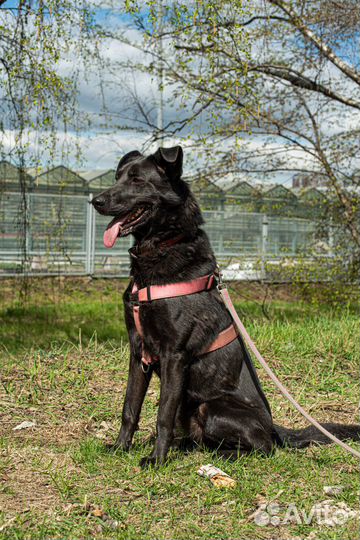 Заберите собаку Вуди из приюта