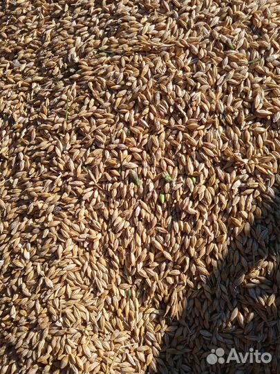 Продам зерно