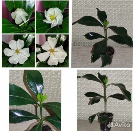 Гардении сортовые. Жасмин Гранд Дюк и др