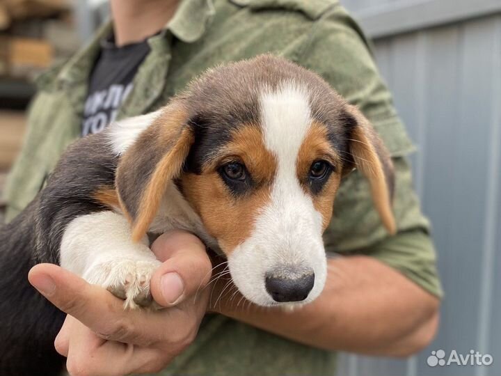 Вельш корги кардиган. Мальчик