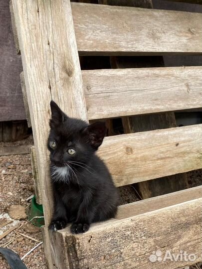 Котенок мальчик бесплатно