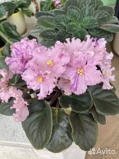 Розовая махровая фиалка