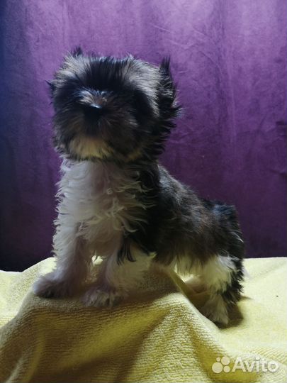 Йоркширский терьер