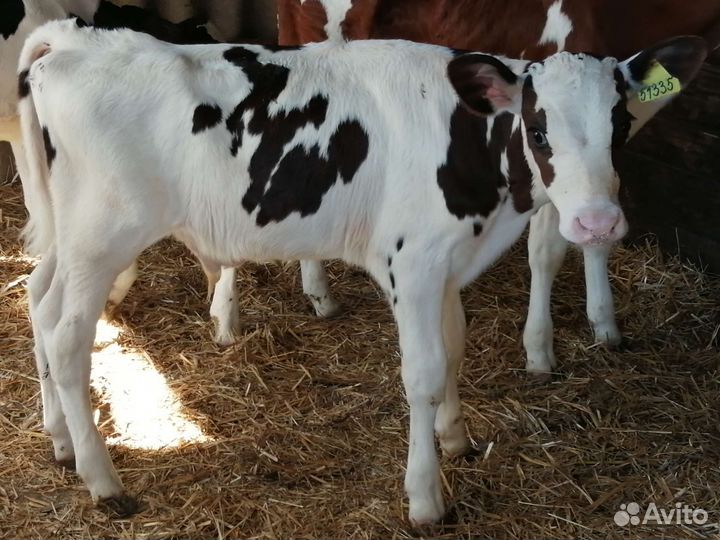 Телята бычки