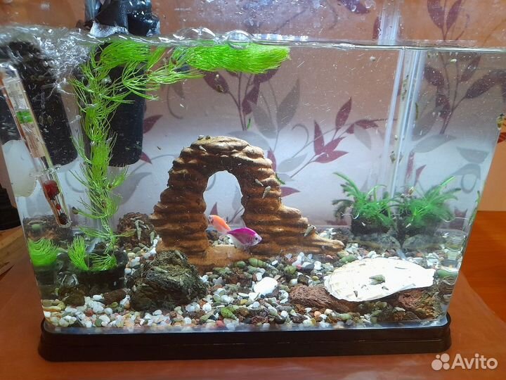 Аквариум с рыбками