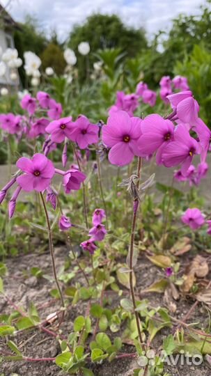 Флокс Столононосный