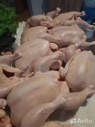 Кура бройлер