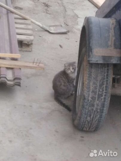 Кошка в добрые руки