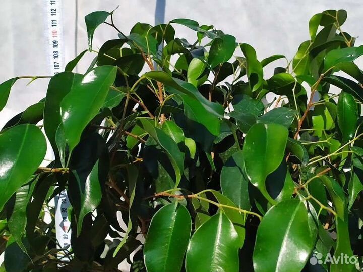 Фикус Бенджамина решетка