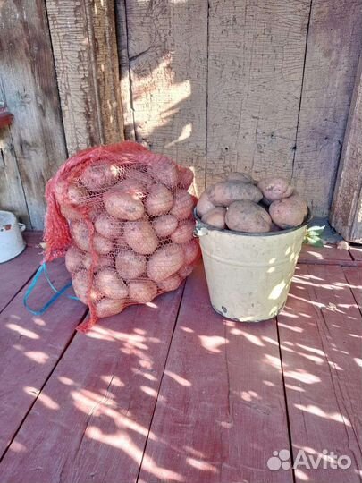 Картофель едовой