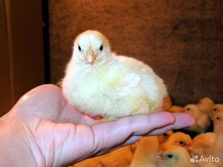 Суточные бройлеры кобб 500 росс 308 импортный