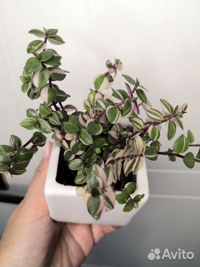 Каллизия Бьянка и традесканция albiflora триколор