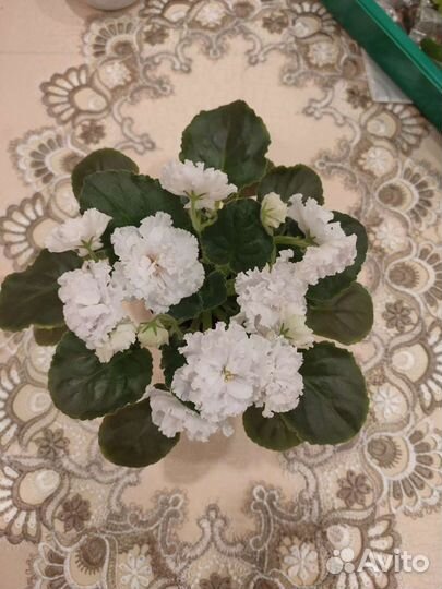 Фиалка Свадебный Букет (детки)