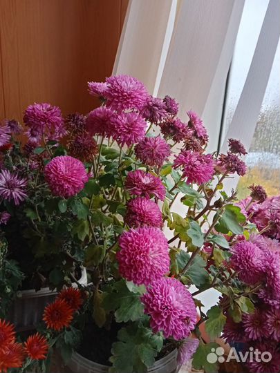 Хризантема мультифлора
