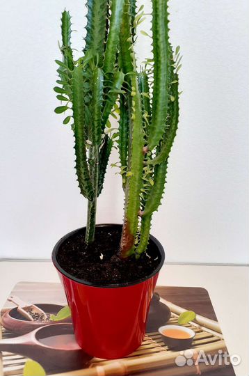 Молочай высота 150 см, 3,5 года