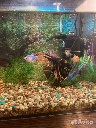 Аквариум в месте рыбами и аксессуарами