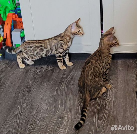 Бенгальская кошка