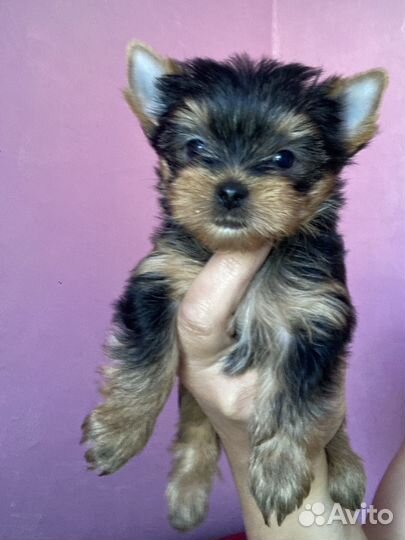 Девочка мини