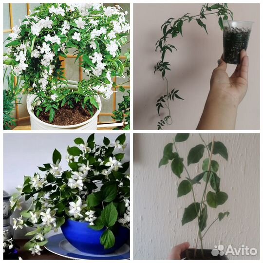 Комнатные цветочки