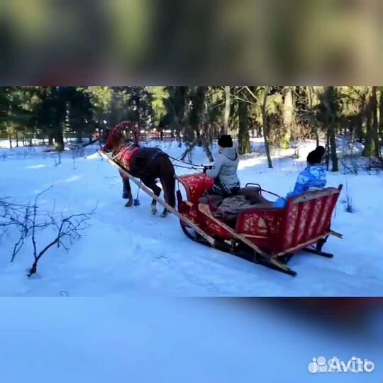 Сани для лошади