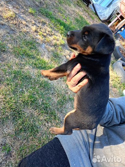 Немецкий ягдтерьер