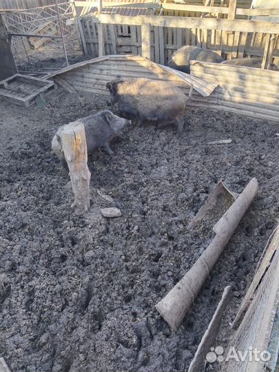 Дикие кабанчики