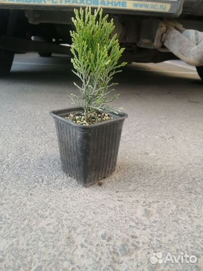 Туя смарагд