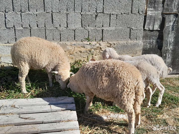 Овцы бараны ягнята
