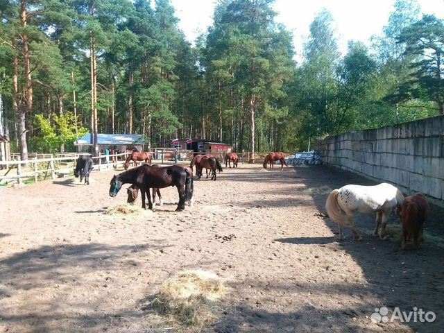 Конский навоз в мешках