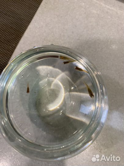 Подрощенные самки гуппи