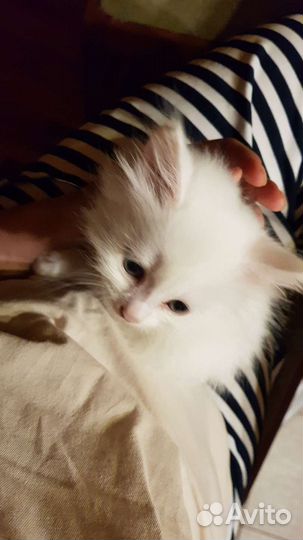 Роскошный белый котенок