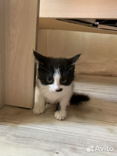 Котенок мальчик