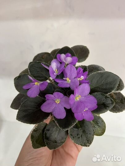 Миниатюрные фиалки - лист(срез) и детки