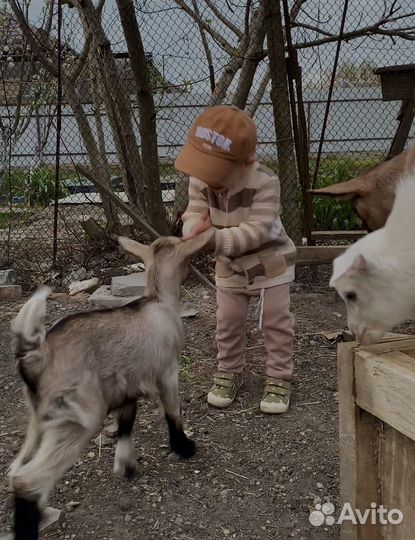 Коза нубийская