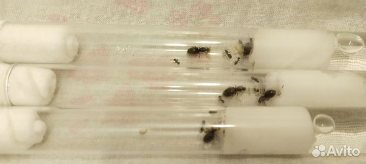 Муравьи Lasius Niger