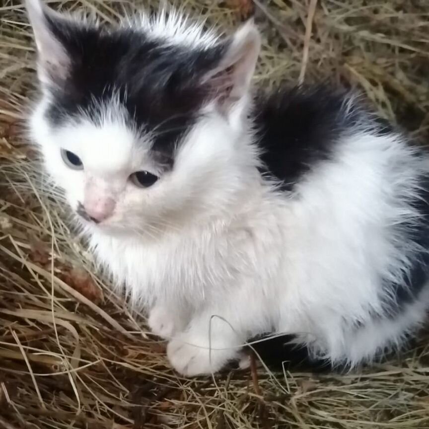 Котята в добрые руки бесплатно девочка