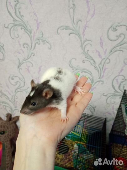 Крыски дамбо