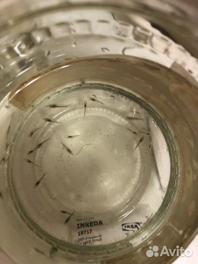 Аквариумные креветки голубая мечта отбраковка