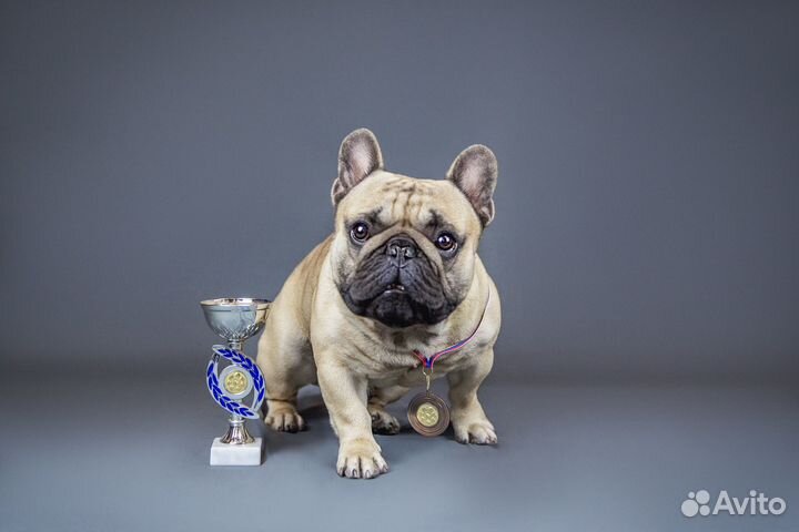 Французский бульдог кабель вязка Чемпион