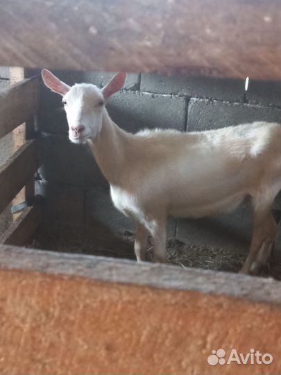 Коза и козел