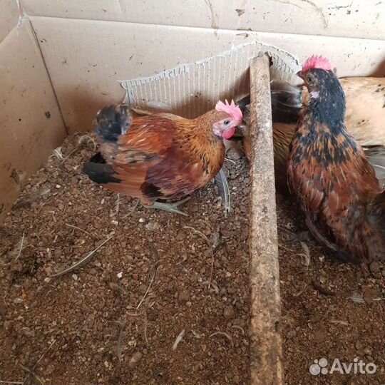 Продаю петушков карликовой породы бентамка