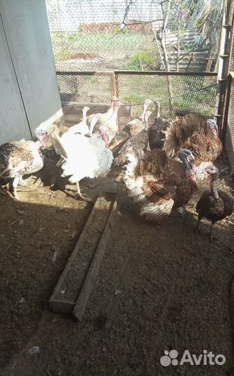 Индюшки индюки цесарки.яйцо инкубационное