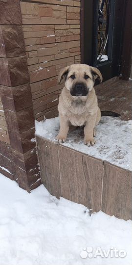 Собака алабай щенки
